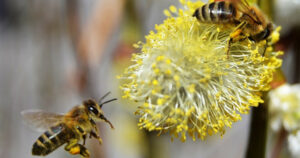 Abejas