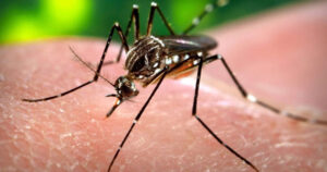 Mosquito Aedes aegypti