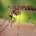 Las autoridades sanitarias de Cuba alertan del incremento de propagación del virus del dengue