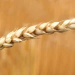 Cuba recibe 25.000 toneladas de trigo donadas por Rusia