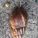 caracol gigante africano