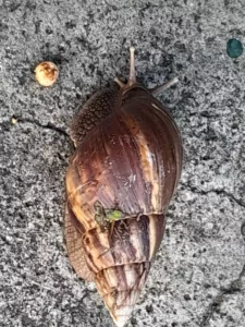 caracol gigante africano