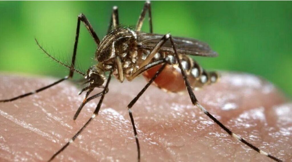 Mosquito Aedes aegypti alimentándose de un humano