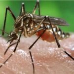 Mosquito Aedes aegypti alimentándose de un humano