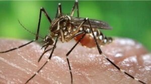 Mosquito Aedes aegypti alimentándose de un humano